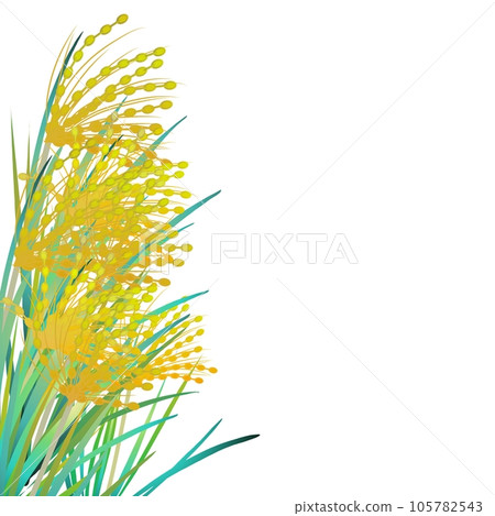 Rice ear 4 105782543