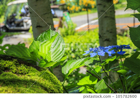 Fujimi Kogen Resort Shirakaba area in full bloom 105782600