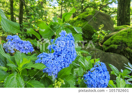 Fujimi Kogen Resort Shirakaba area in full bloom 105782601