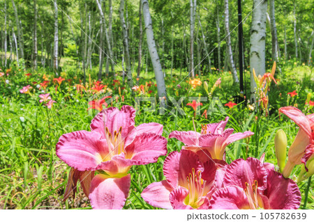 Fujimi Kogen Resort Shirakaba area in full bloom Fujimi Kogen Resort Shirakaba area in full bloom 105782639