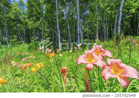 Fujimi Kogen Resort Shirakaba area in full bloom Fujimi Kogen Resort Shirakaba area in full bloom 105782649