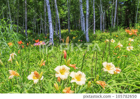 Fujimi Kogen Resort Shirakaba area in full bloom Fujimi Kogen Resort Shirakaba area in full bloom 105782650
