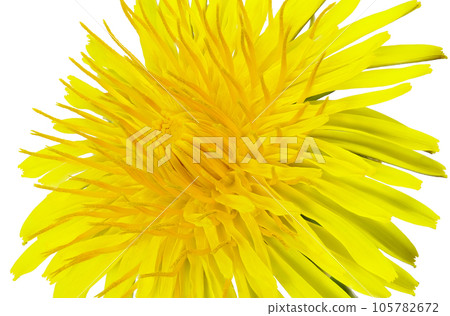 【蒲公英】（深度構圖） 105782672