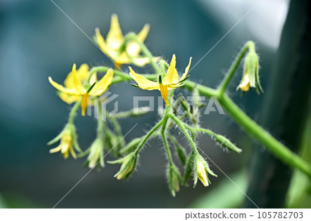 Mini tomato flowers Mini tomato flowers 105782703