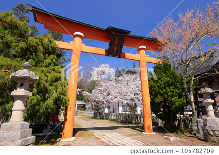 長野縣上野內郡小川村高府武部八幡宮的大鳥居和參道櫻花盛開 105782709