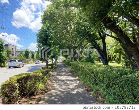 夏季城市景觀人行道 夏季城市景觀人行道 105782712