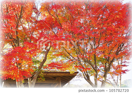 公園長廊,透過色彩鮮豔的秋葉,可以看到涼亭的屋頂(插畫風格) 公園長廊,透過色彩鮮豔的秋葉,可以看到涼亭的屋頂(插畫風格) 105782720