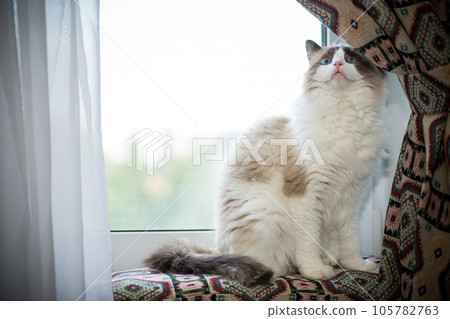 Young beautiful purebred Ragdoll cat at home 105782763