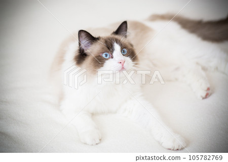 Young beautiful purebred Ragdoll cat at home Young beautiful purebred Ragdoll cat at home 105782769