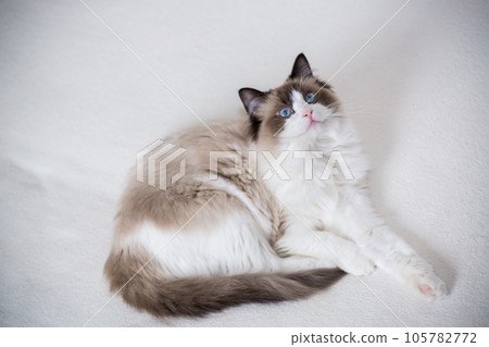 Young beautiful purebred Ragdoll cat at home Young beautiful purebred Ragdoll cat at home 105782772