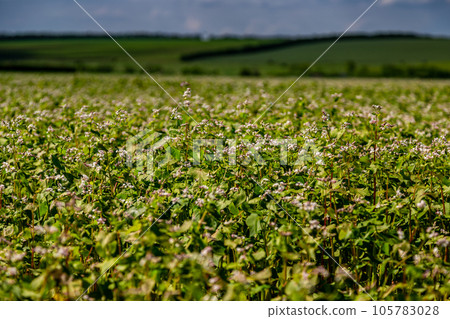 Buckwheat blooms in the field. White flowers. Sky with dark clouds. Buckwheat blooms in the field. White flowers. Sky with dark clouds. 105783028