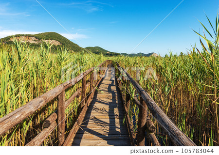 Wooden Walkway Along the Green Reeds of Lake Massaciuccoli - Tuscany Italy 105783044