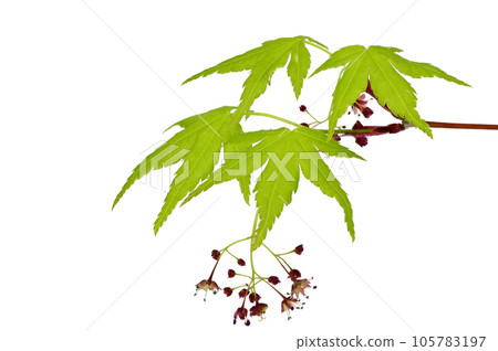 [Maple flower] (depth composition) 105783197