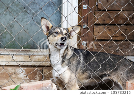 Little gray dog behind the fence net 105783215