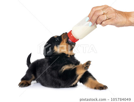 puppy rottweiler suckle a bottle puppy rottweiler suckle a bottle 105784049