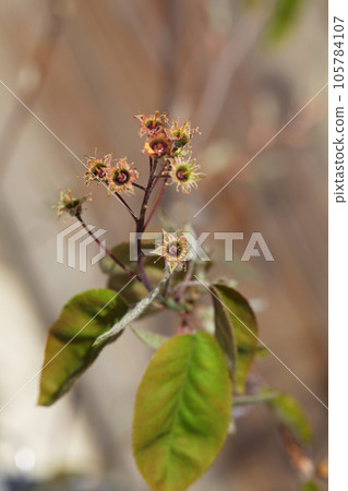 After flowering Juneberry After flowering Juneberry 105784107
