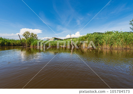 Lake Massaciuccoli with Green Reeds in Tuscany Italy Europe Lake Massaciuccoli with Green Reeds in Tuscany Italy Europe 105784573