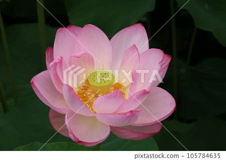 Ueno Shinobazu Pond lotus in full bloom now Ueno Shinobazu Pond lotus in full bloom now 105784635