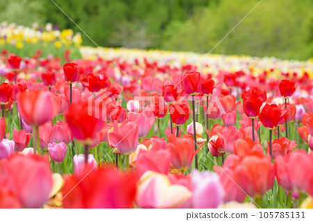 鬱金香盛開 105785131