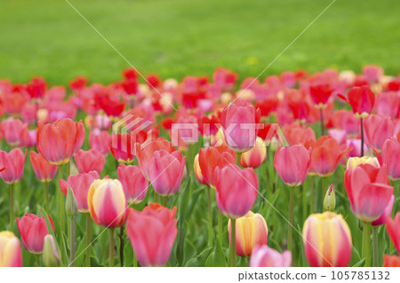 盛開的鬱金香（+草坪） 105785132
