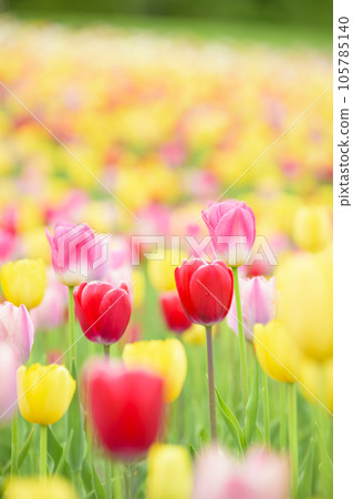 鬱金香盛開 鬱金香盛開 105785140