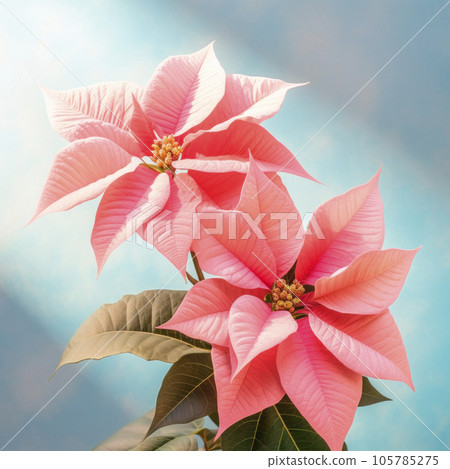 Christmas background with pink poinsettia. The Christmas star. Minimalism. 105785275