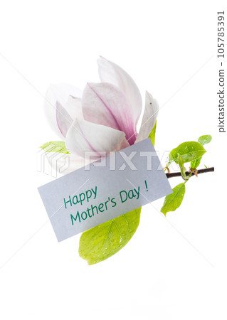 one pink flower on a branch of blooming magnolia close up one pink flower on a branch of blooming magnolia close up 105785391