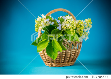 bouquet of branches of spring blooming white lilac bouquet of branches of spring blooming white lilac 105785465