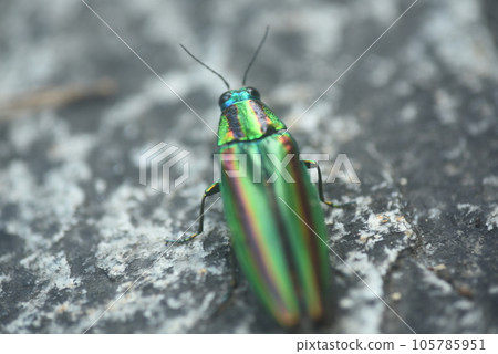 Beautiful brightly colored jewel beetles Beautiful brightly colored jewel beetles 105785951
