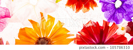 Banner of frozen flowers in ice Banner of frozen flowers in ice 105786310