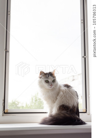 Domestic cat at home Domestic cat at home 105786313