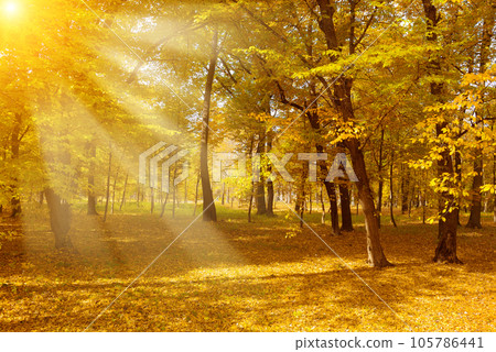 Bright sunlight in autumn park. Bright sunlight in autumn park. 105786441