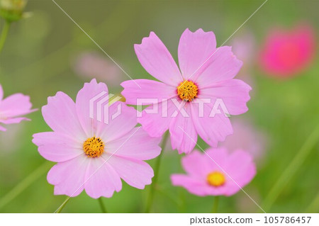 粉紅宇宙 粉紅宇宙 105786457