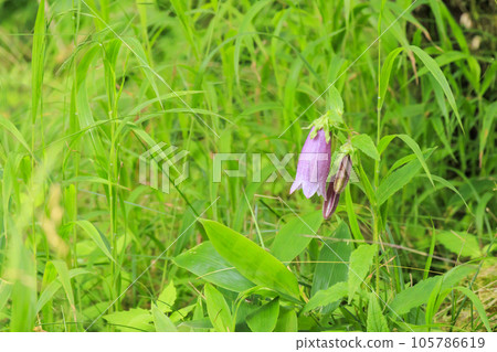 蓼科牧場纜車和禦仙水自然公園 105786619