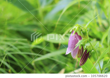 蓼科牧場纜車和禦仙水自然公園 105786620