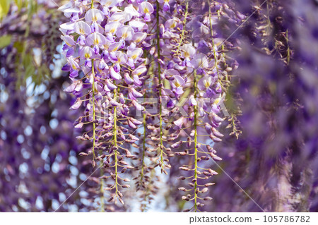 Blooming Wisteria Sinensis with scented classic purple flowersin full bloom in hanging racemes closeup. Garden with wisteria in spring Blooming Wisteria Sinensis with scented classic purple flowersin full bloom in hanging racemes closeup. Garden with wisteria in spring 105786782