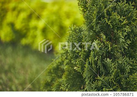 Young branches of thuja. Fresh green leaves, branches and a blurry background. Young twins of an evergreen plant. High quality photo 105786871
