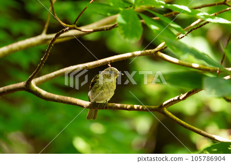 夏山,幼年藍白鳥棲息在樹枝上 夏山,幼年藍白鳥棲息在樹枝上 105786904