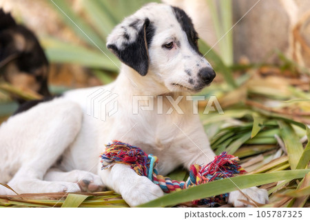 Dog puppy playing with toy, portrait Dog puppy playing with toy, portrait 105787325