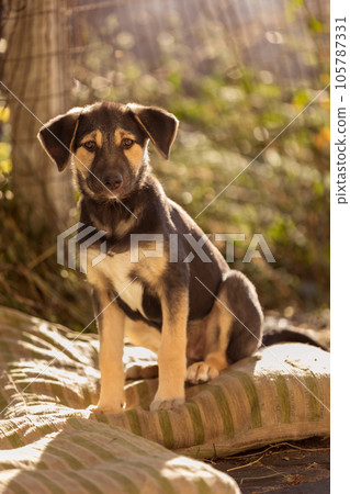 Dog puppy with sad eyes in shelter, portrait Dog puppy with sad eyes in shelter, portrait 105787331