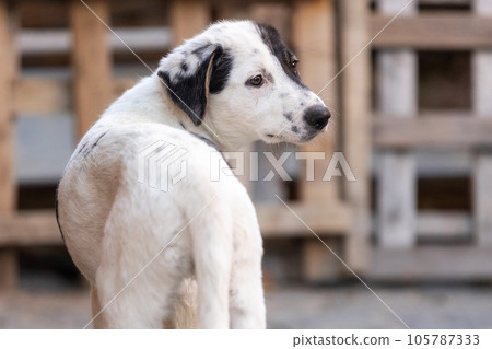 Dog puppy with sad eyes in shelter, portrait Dog puppy with sad eyes in shelter, portrait 105787333