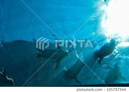 從下面看水族館企鵝順利游泳 從下面看水族館企鵝順利游泳 105787344