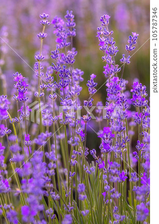 Purple lavender flower field close-up Purple lavender flower field close-up 105787346