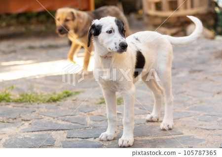 Dog puppy with sad eyes in shelter, portrait Dog puppy with sad eyes in shelter, portrait 105787365