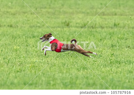 Basenji running full speed at lure coursing dog sport 105787916