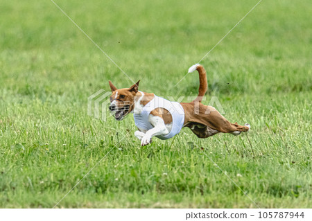 Basenji dog lifted off the ground during the dog race competition Basenji dog lifted off the ground during the dog race competition 105787944