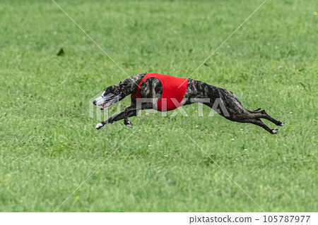 Whippet sprinter dog running in red jacket on green field in summer Whippet sprinter dog running in red jacket on green field in summer 105787977