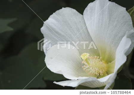 clean white rose clean white rose 105788464