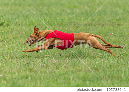 Cirneco dell etna dog running in red jacket on green field in summer 105788641