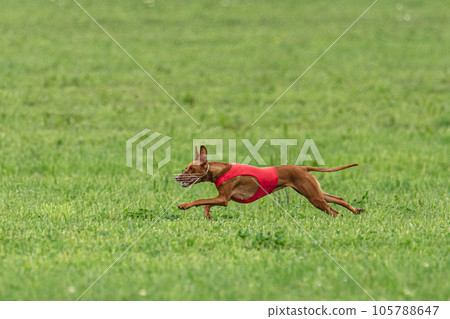 dog, running, animal 105788647